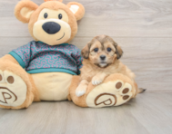 8 week old Shih Poo Puppy For Sale - Pilesgrove Pups