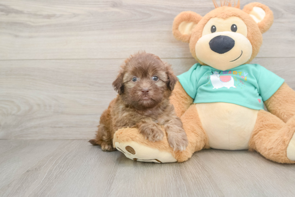 Best Shih Poo Baby