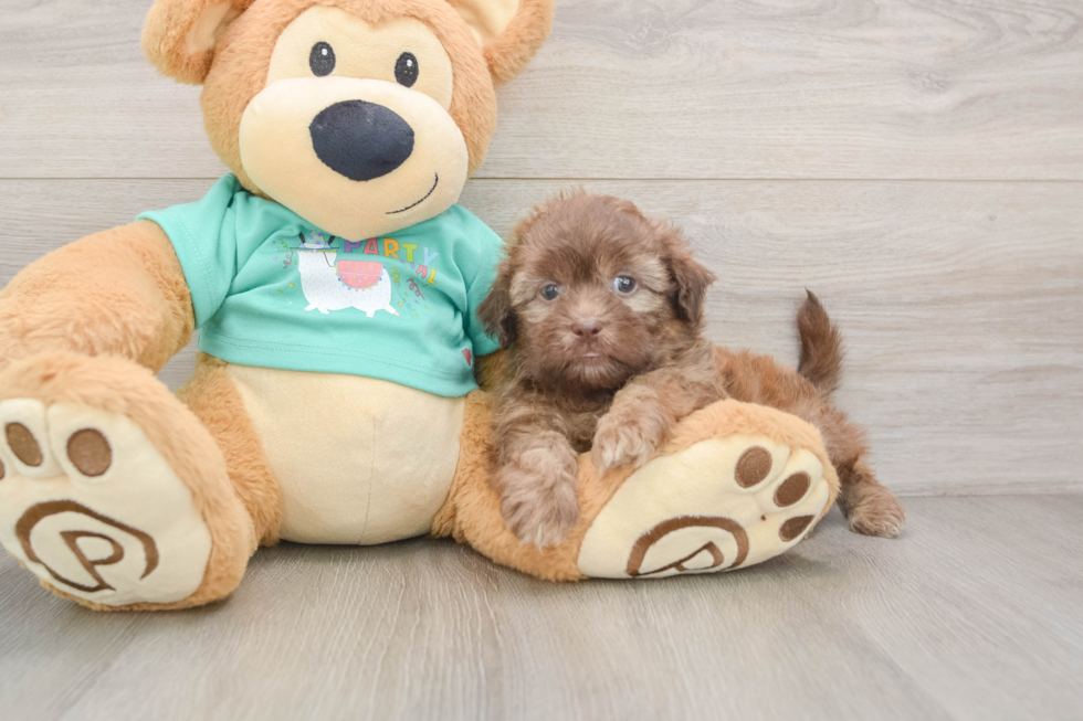 Shih Poo Pup Being Cute