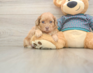 5 week old Shih Poo Puppy For Sale - Pilesgrove Pups