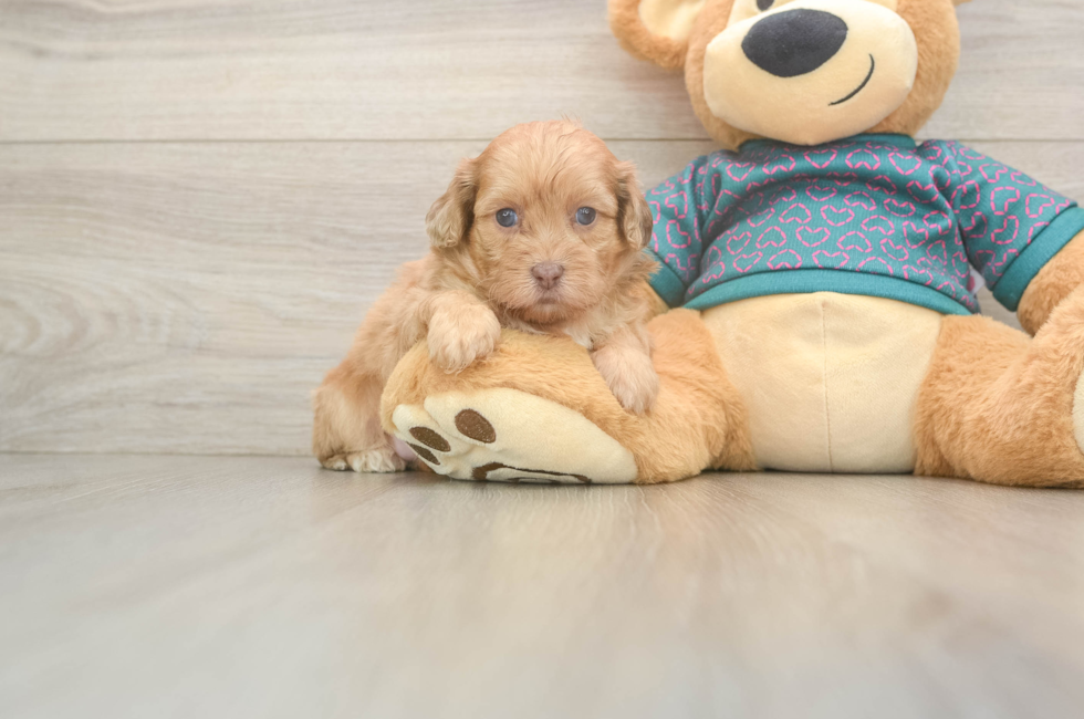 5 week old Shih Poo Puppy For Sale - Pilesgrove Pups