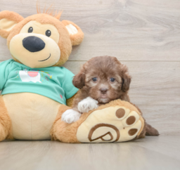 9 week old Shih Poo Puppy For Sale - Pilesgrove Pups