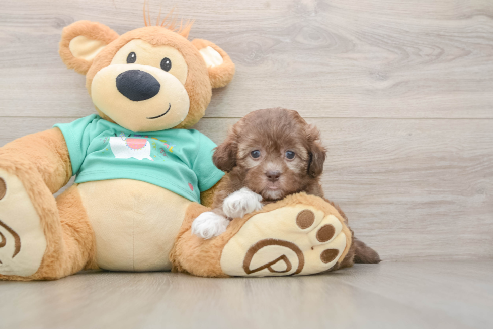 Popular Shih Poo Poodle Mix Pup