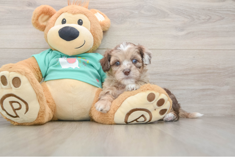 Funny Shih Poo Poodle Mix Pup