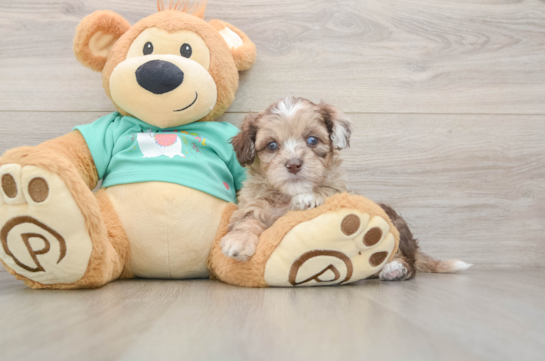 Funny Shih Poo Poodle Mix Pup