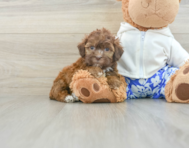 6 week old Shih Poo Puppy For Sale - Pilesgrove Pups