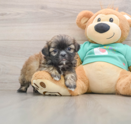 5 week old Shih Tzu Puppy For Sale - Pilesgrove Pups