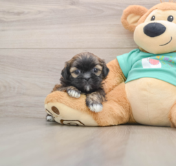 5 week old Shih Tzu Puppy For Sale - Pilesgrove Pups