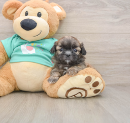 5 week old Shih Tzu Puppy For Sale - Pilesgrove Pups