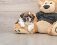 5 week old Shih Tzu Puppy For Sale - Pilesgrove Pups