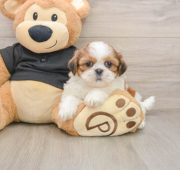 5 week old Shih Tzu Puppy For Sale - Pilesgrove Pups