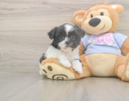 5 week old Shih Tzu Puppy For Sale - Pilesgrove Pups
