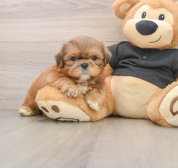 5 week old Shih Tzu Puppy For Sale - Pilesgrove Pups