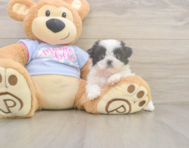 5 week old Shih Tzu Puppy For Sale - Pilesgrove Pups