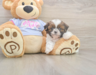 5 week old Shih Tzu Puppy For Sale - Pilesgrove Pups