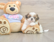 5 week old Shih Tzu Puppy For Sale - Pilesgrove Pups