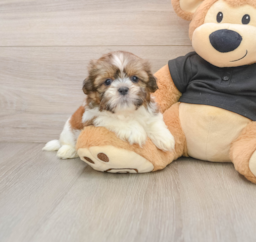 5 week old Shih Tzu Puppy For Sale - Pilesgrove Pups