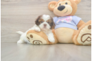 Shih Tzu Puppy for Adoption