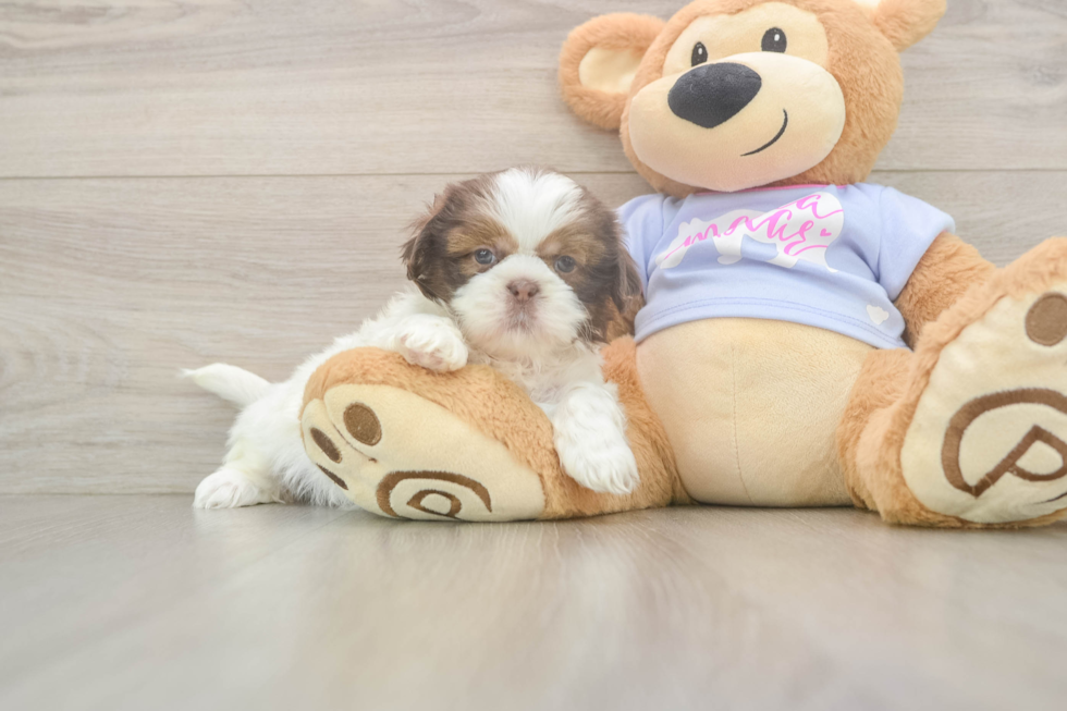 Shih Tzu Puppy for Adoption