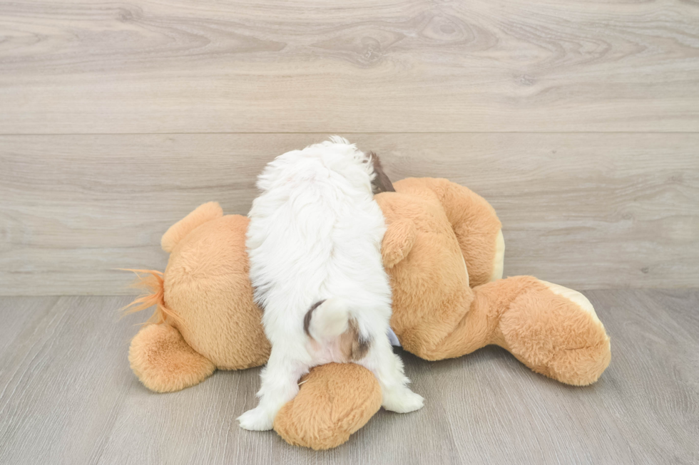 Akc Registered Shih Tzu Baby