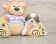 6 week old Shih Tzu Puppy For Sale - Pilesgrove Pups