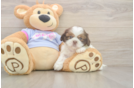 Shih Tzu Pup Being Cute