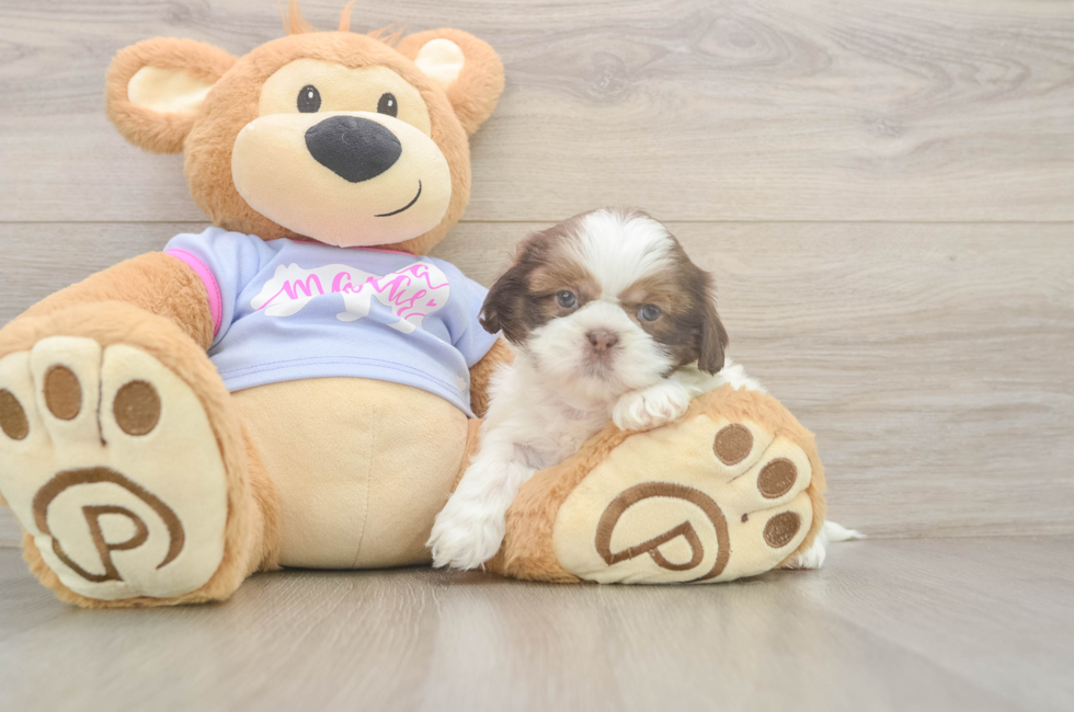 5 week old Shih Tzu Puppy For Sale - Pilesgrove Pups