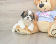 5 week old Shih Tzu Puppy For Sale - Pilesgrove Pups