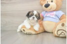 Shih Tzu Pup Being Cute