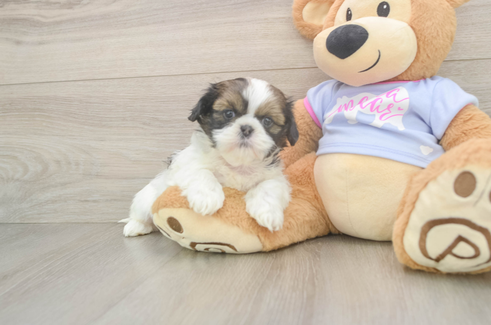 5 week old Shih Tzu Puppy For Sale - Pilesgrove Pups