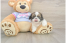 Small Shih Tzu Baby
