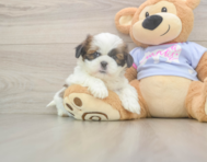 5 week old Shih Tzu Puppy For Sale - Pilesgrove Pups