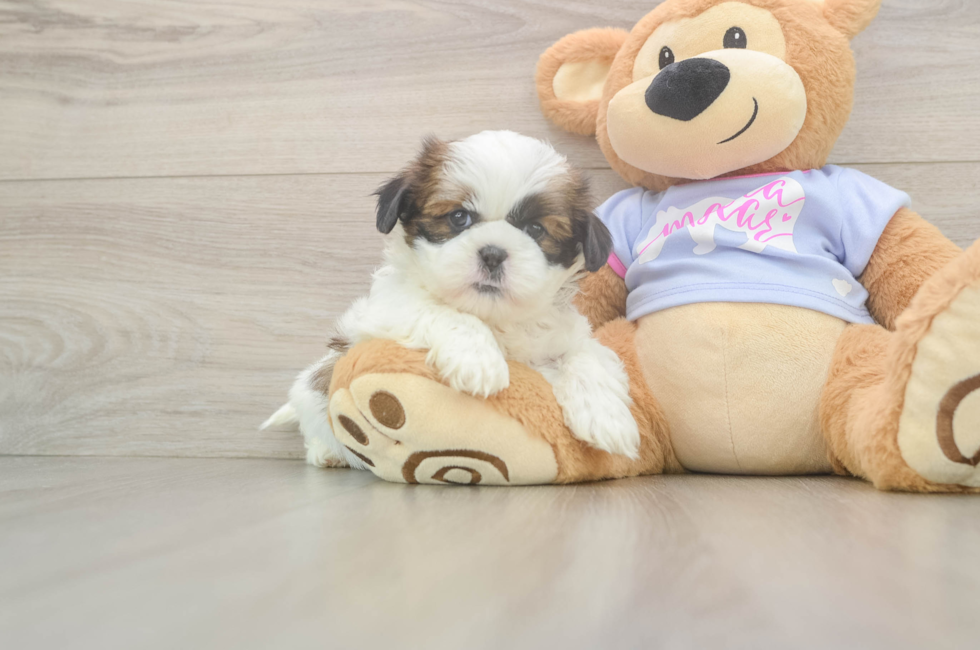 5 week old Shih Tzu Puppy For Sale - Pilesgrove Pups