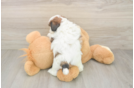 Friendly Shih Tzu Purebred Pup