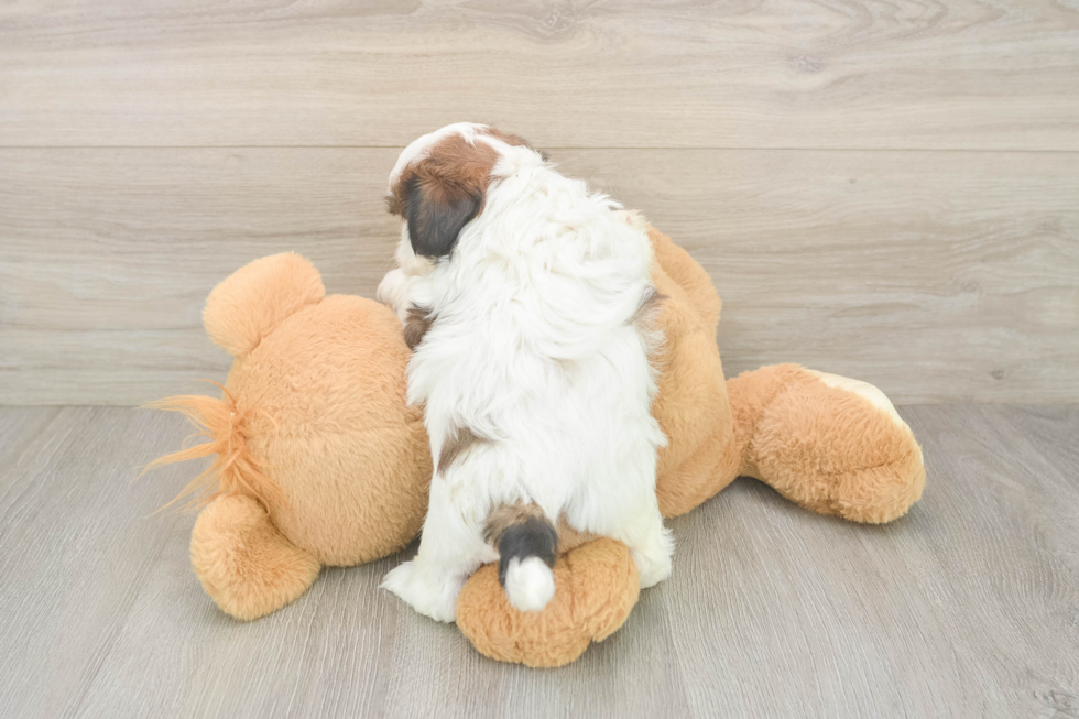 Friendly Shih Tzu Purebred Pup