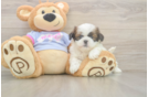 Sweet Shitzu Purebred Puppy