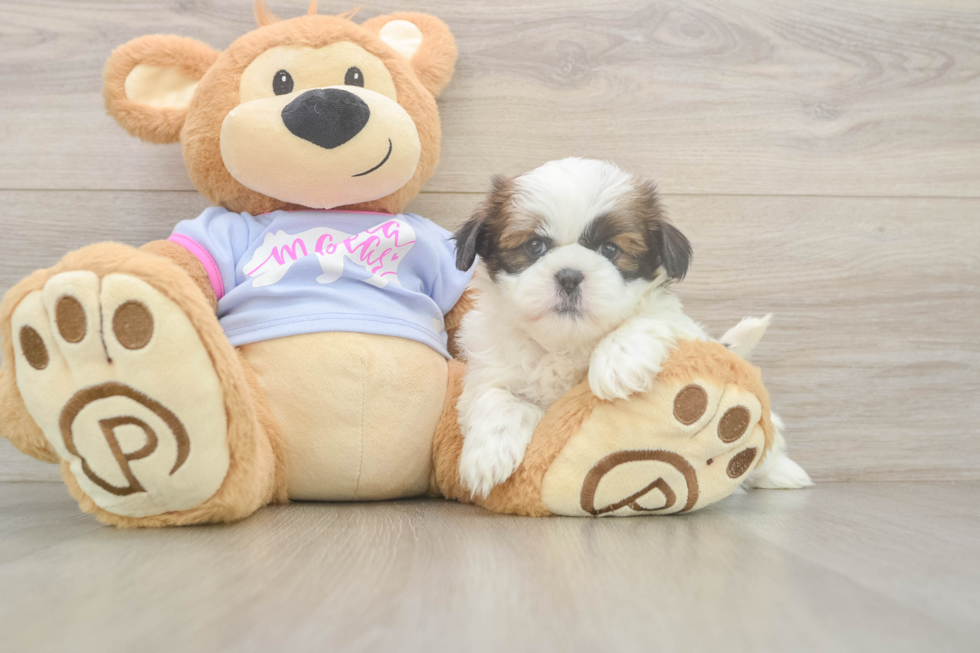 Sweet Shitzu Purebred Puppy