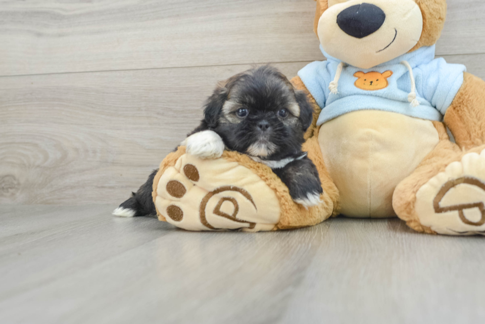 Popular Shih Tzu Baby