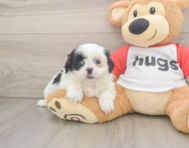 5 week old Shih Tzu Puppy For Sale - Pilesgrove Pups