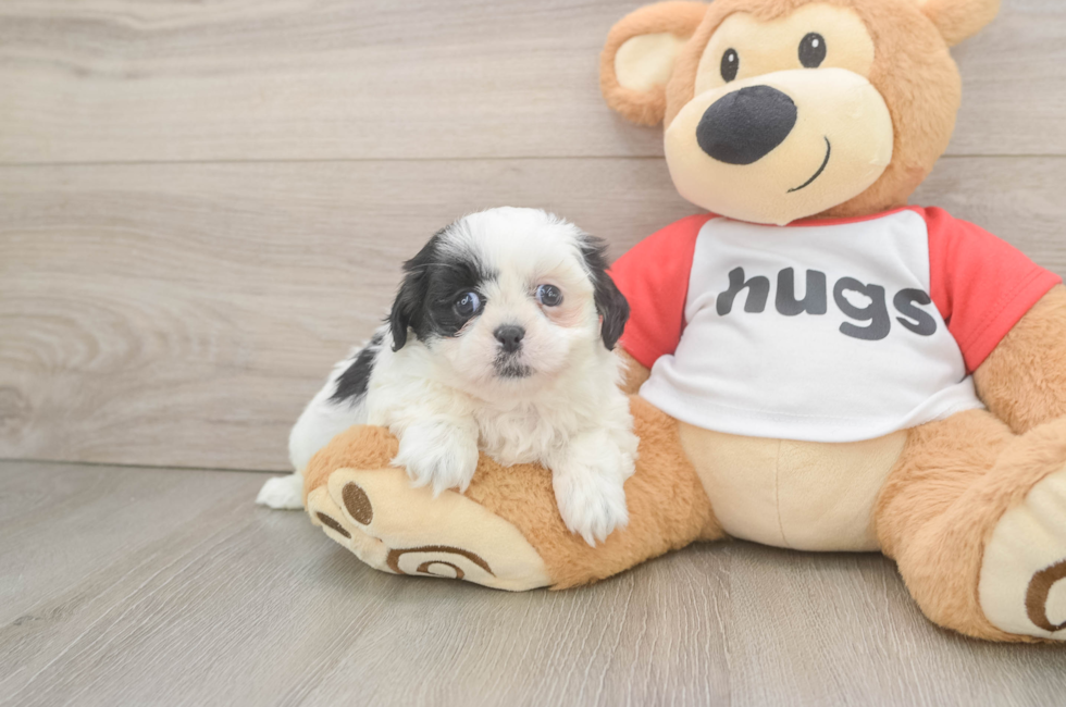 5 week old Shih Tzu Puppy For Sale - Pilesgrove Pups
