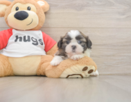 5 week old Shih Tzu Puppy For Sale - Pilesgrove Pups