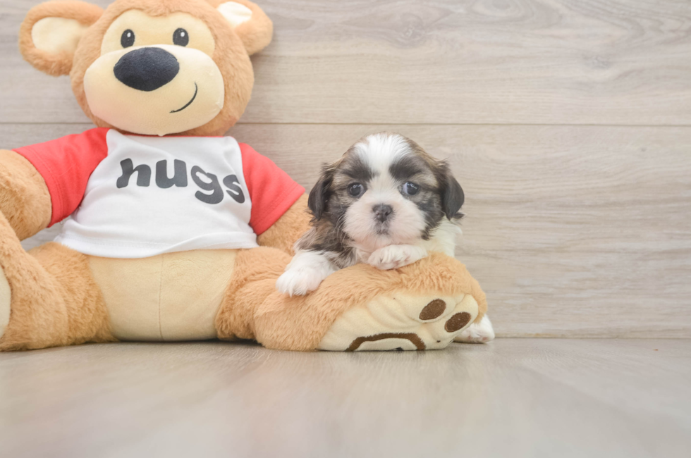 5 week old Shih Tzu Puppy For Sale - Pilesgrove Pups