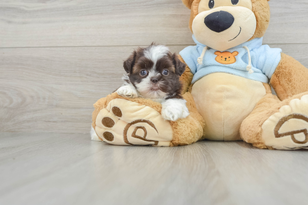 Best Shih Tzu Baby