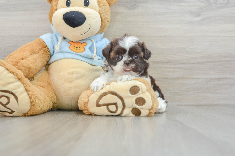 5 week old Shih Tzu Puppy For Sale - Pilesgrove Pups