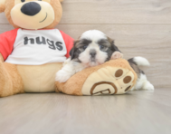 5 week old Shih Tzu Puppy For Sale - Pilesgrove Pups