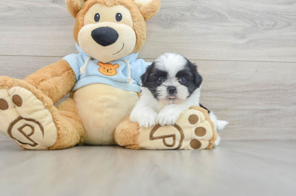 5 week old Shih Tzu Puppy For Sale - Pilesgrove Pups