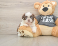 5 week old Shih Tzu Puppy For Sale - Pilesgrove Pups