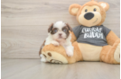 Funny Shih Tzu Baby
