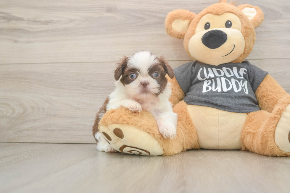 Funny Shih Tzu Baby