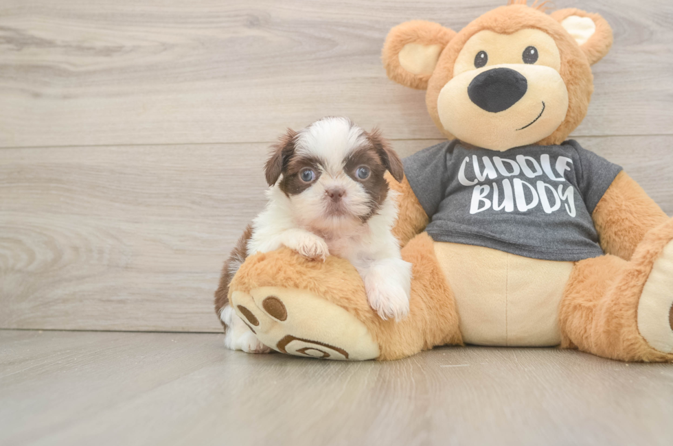 5 week old Shih Tzu Puppy For Sale - Pilesgrove Pups